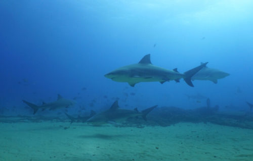 Sharks and fish swim along seabed.
