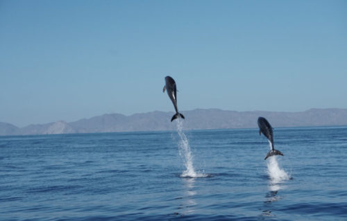 Dolphins jump out of the water.