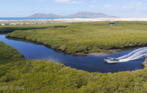 A boat glides through the mangroves.