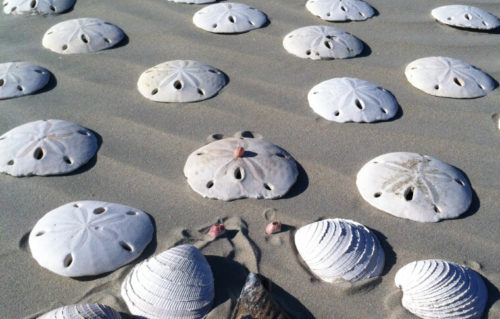 Shells on Santa Maria beach