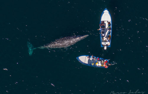 A whale approaches two boats.