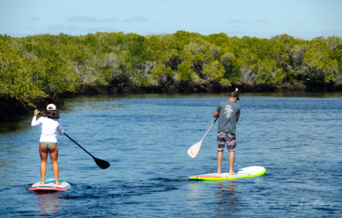 A couple paddle board by mangroves.