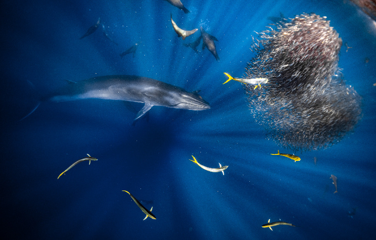 Underwater photo of a Brydes Whale chasing the sardine’s bait-balls surrounded by Mahi mahi and sea lions in the Mexican Sardine Run. Location: Magbay, Baja California Sur, México
